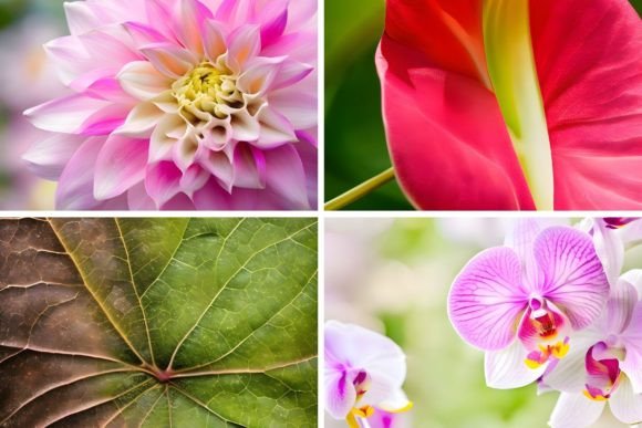 Download 46 Organic Botanical Backgrounds - Backgrounds Collection