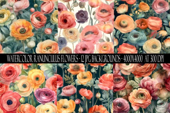 Download Watercolor Ranunculus Flower Backgrounds - Backgrounds Collection